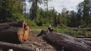 Best Tree Removal Services  in West Bountiful, UT